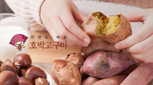 안면도해송고구마 포트폴리오